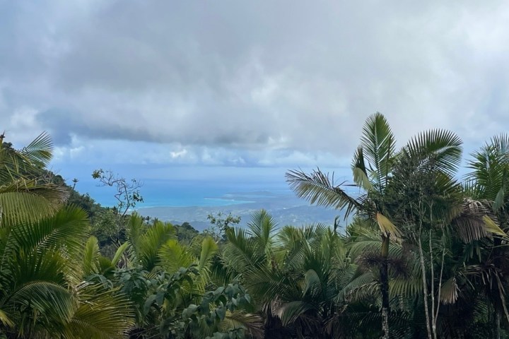 a group of palm trees next to a tree